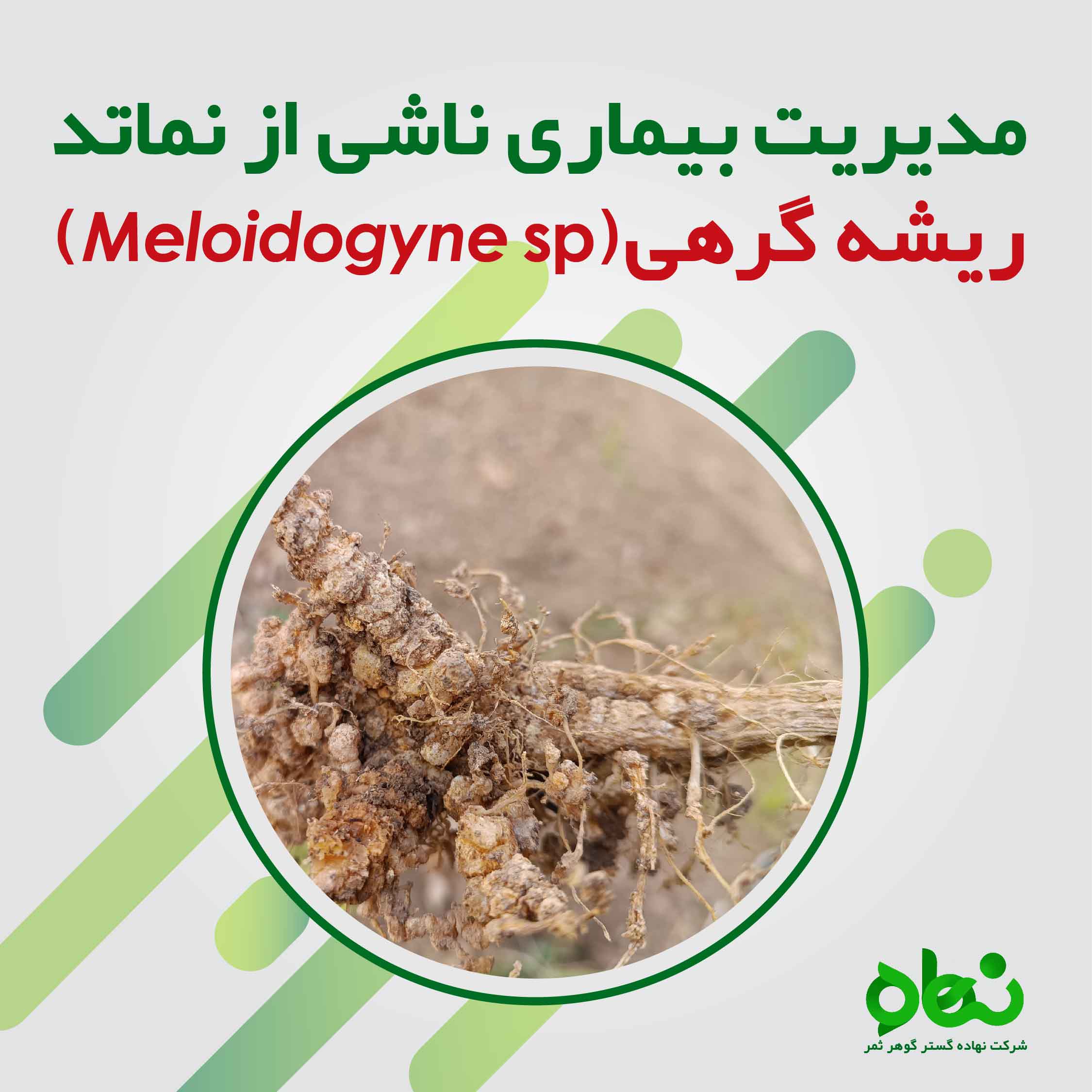 مدیریت بیماری ناشی از نماتد ریشه گرهی 